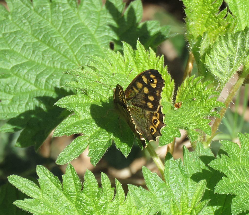   Speckled Wood 